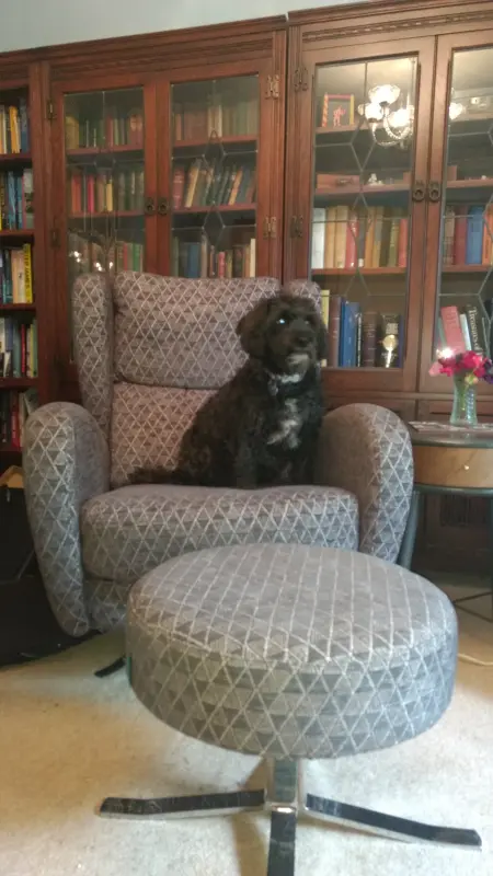Charlie enjoying his Fans chair and ottoman
