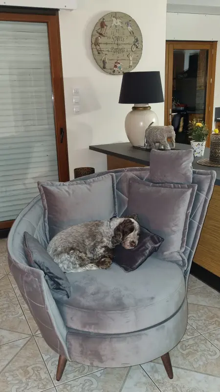 Our cute dog Fern enjoys our new sofa too !