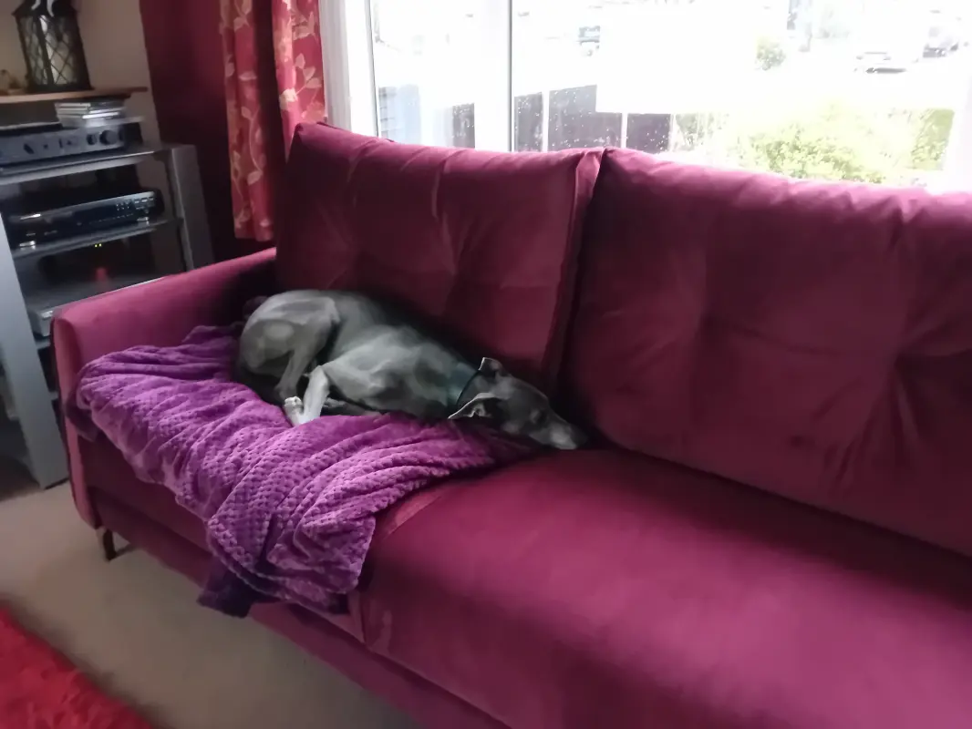 My dog Casper enjoying HIS new sofa!