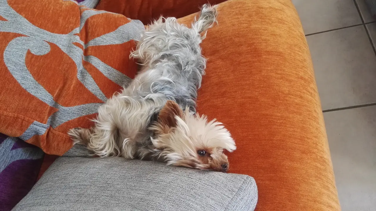 Fama et filou....une histoire d'amour!!