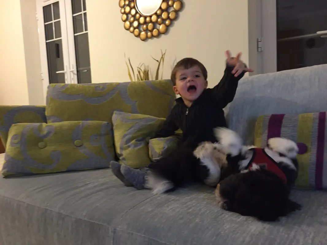 Toddler and dog