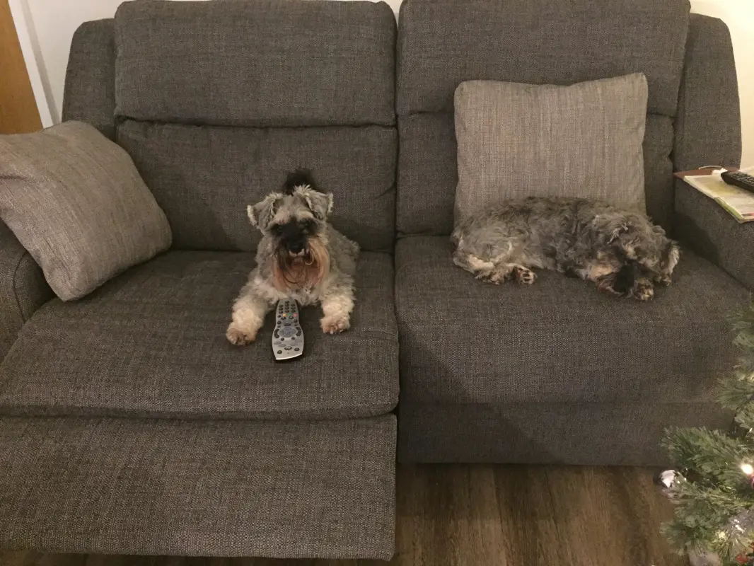 Our little girls love love love the new sofa