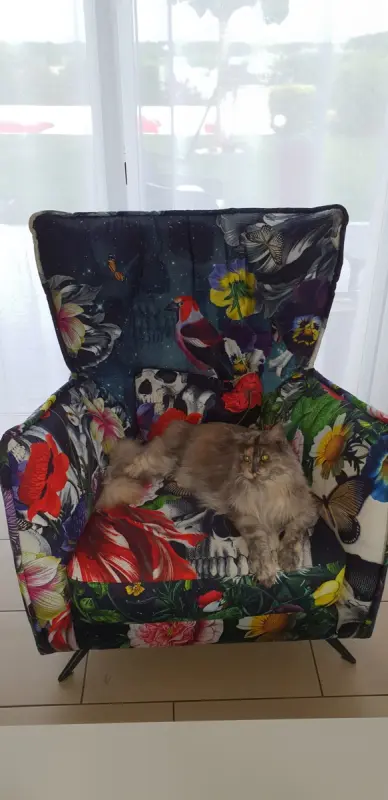 ma Maine Coon s'approprie déjà mon fauteuil