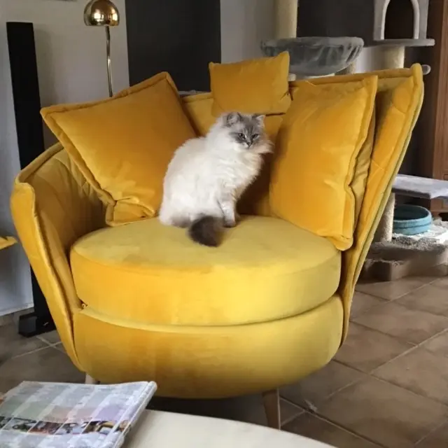 Quinzy hat den Sessel erobert