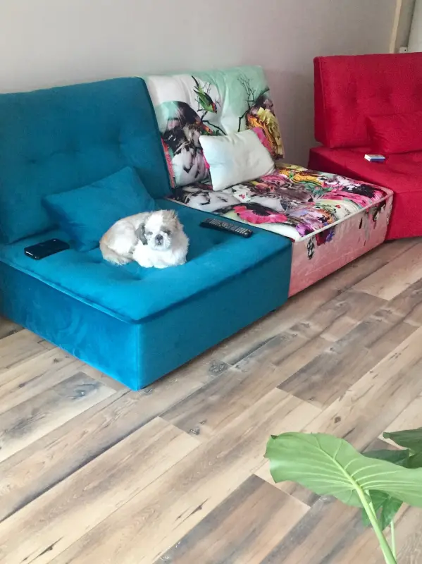 Fripouille profite aussi du canapé