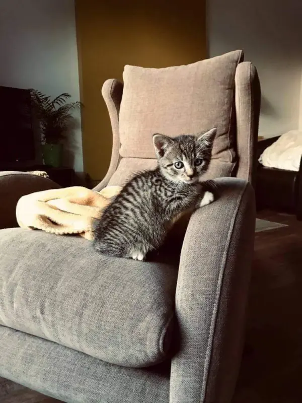 Chaton se plaît dans notre nouveau fauteuil !