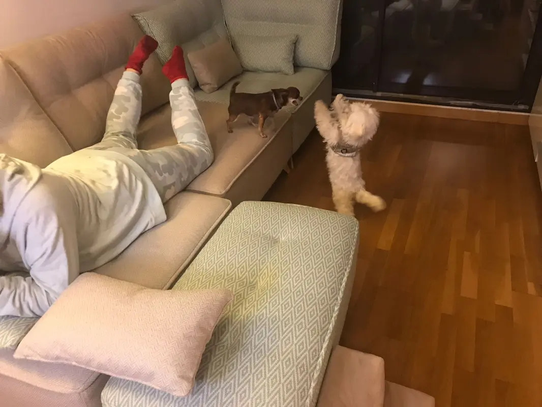 A mí súper sofa no vas a poder subir