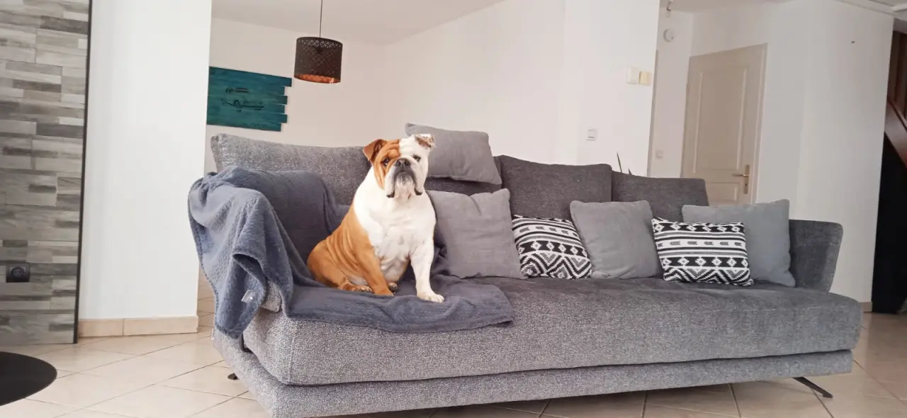 Attention chien flemmard