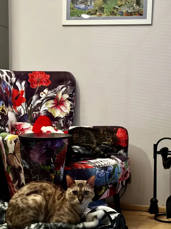 Cats love Fama
