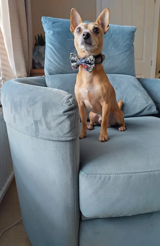 Proud Bert