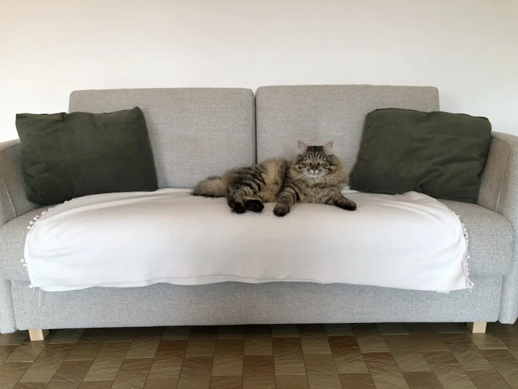Upsy aprrécie le bolero