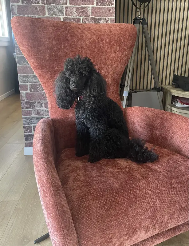 Chanel sur le fauteuil de Papa