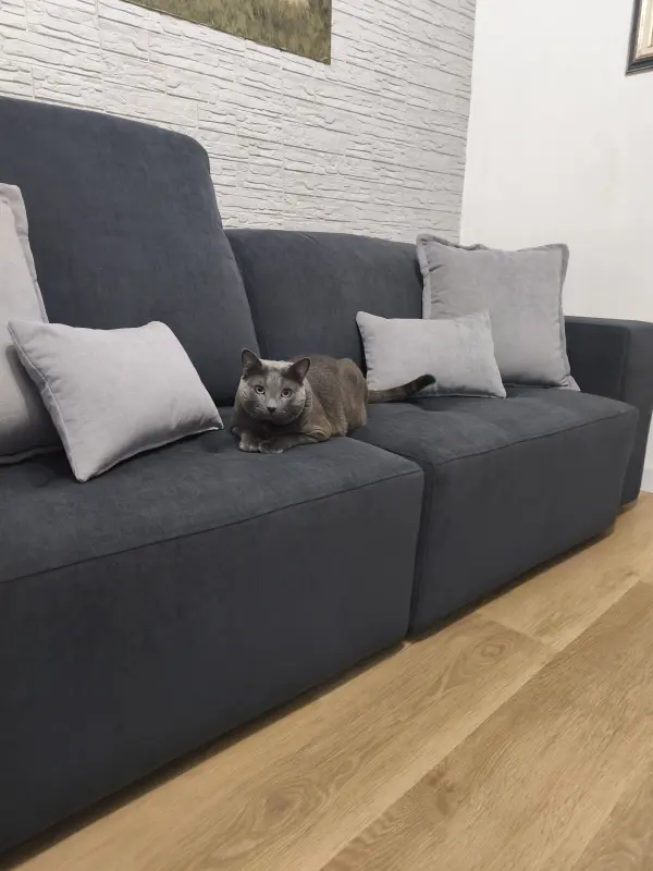 Gato gris en sofá gris con pared gris