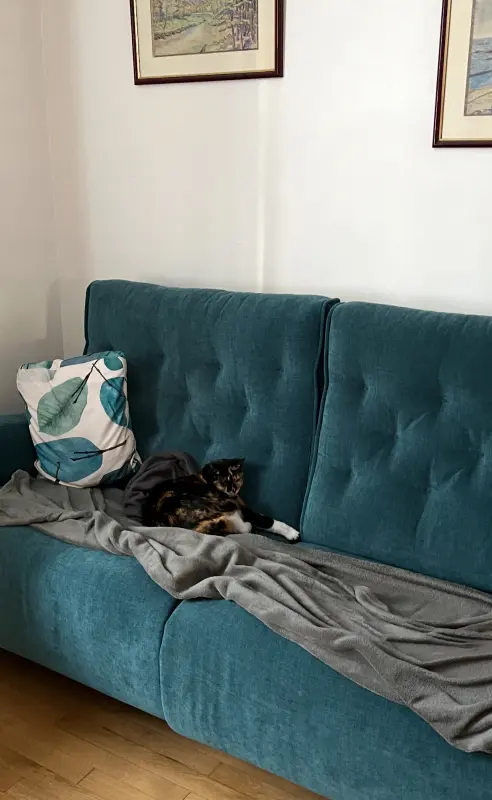 Même le chat adore le canapé