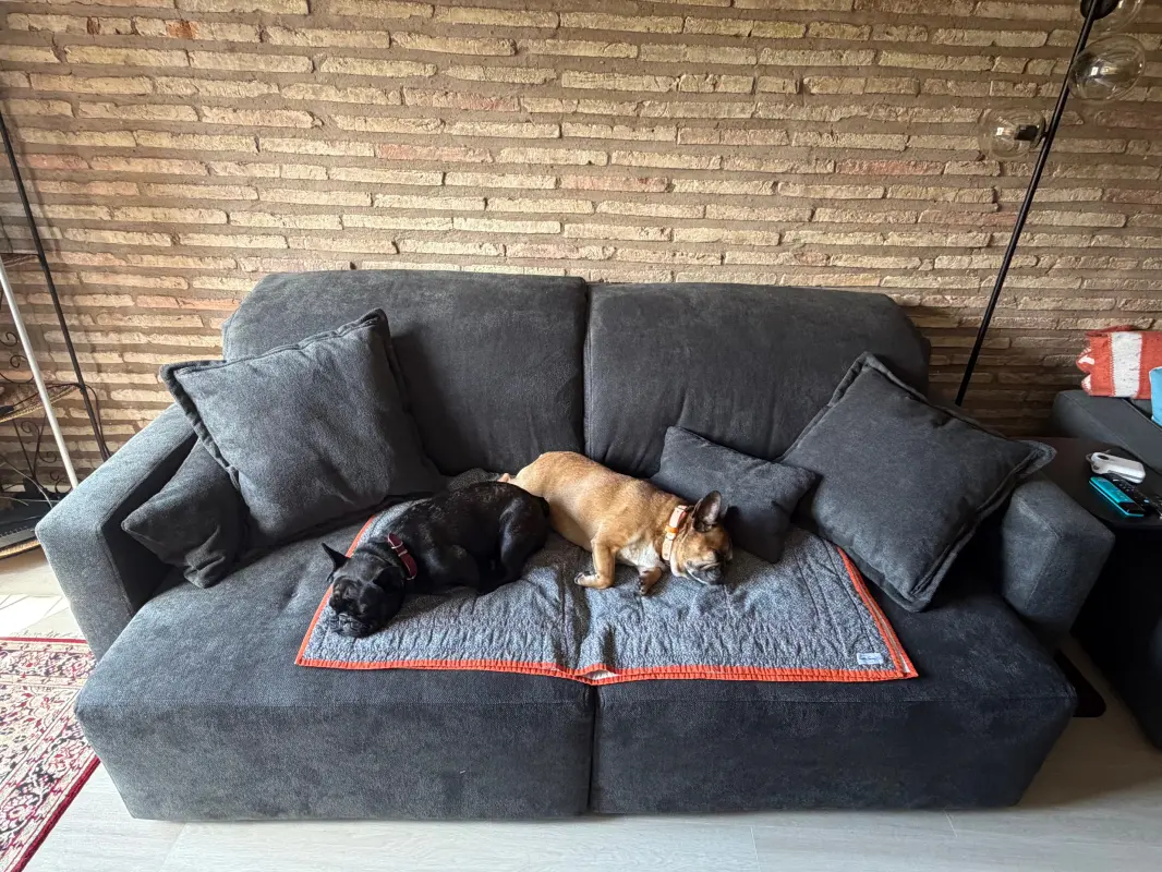 This Couch is Made for Napping