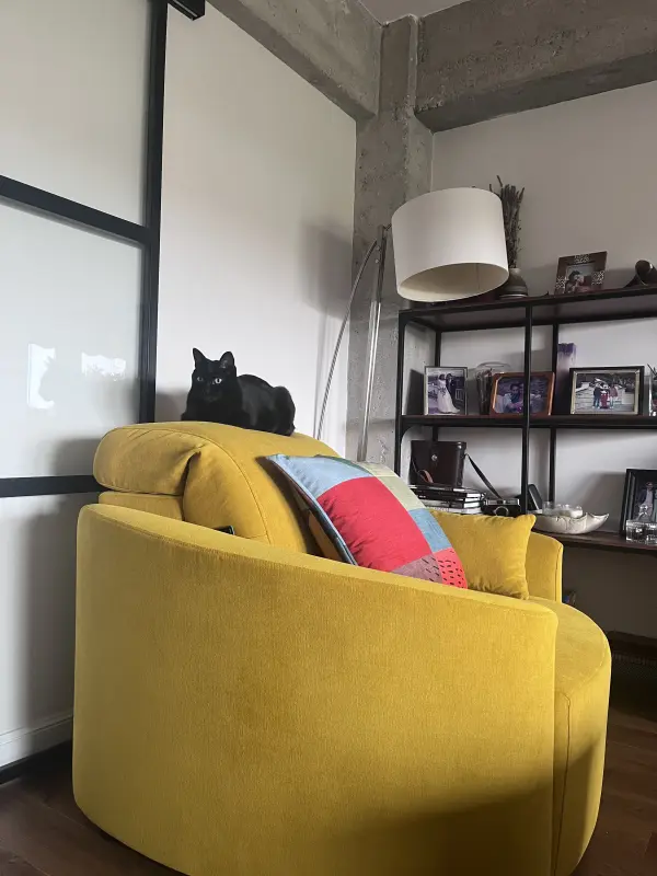 Gato feliz