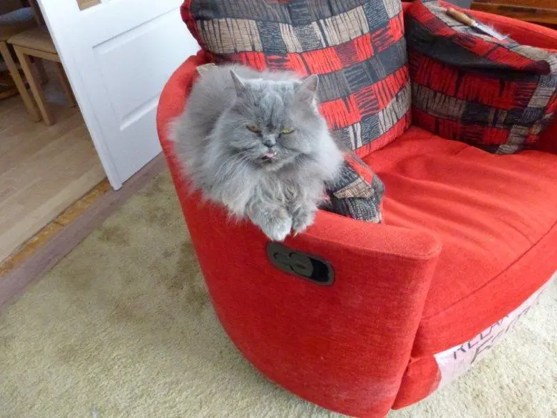 All the family love the Fama Moon chair