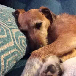 Estoy encantada con nuestro nuevo sofá Fama