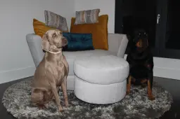 PORQUE MIS CHIQUIS PREFIEREN FAMA