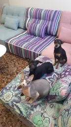 Los dueños de  Arianne.