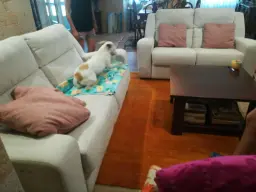 EL JEFE DEL SOFA