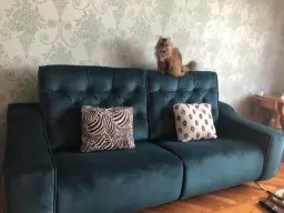 Mi bello Tigriss estrenando el Avalon