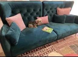 Leyendo espero al perro que yo quiero