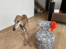 Zipi's Billy so confortable