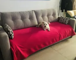 Elvis en su trono Indy