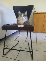 Mijn favoriete kat