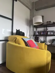 Gato feliz