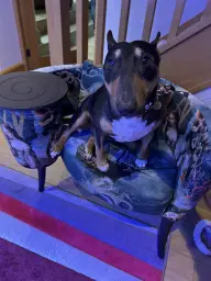 Rocket on the fish viewing seat