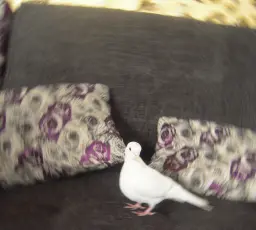 FAMA ET BLANCHE NEIGE